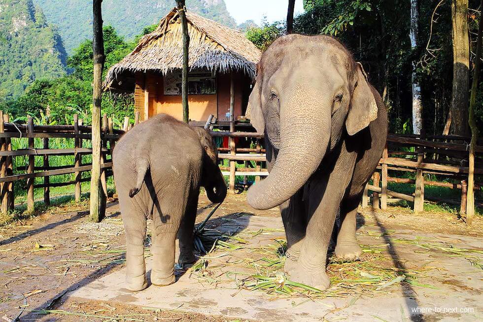 Hutsadin Elephant Foundation1